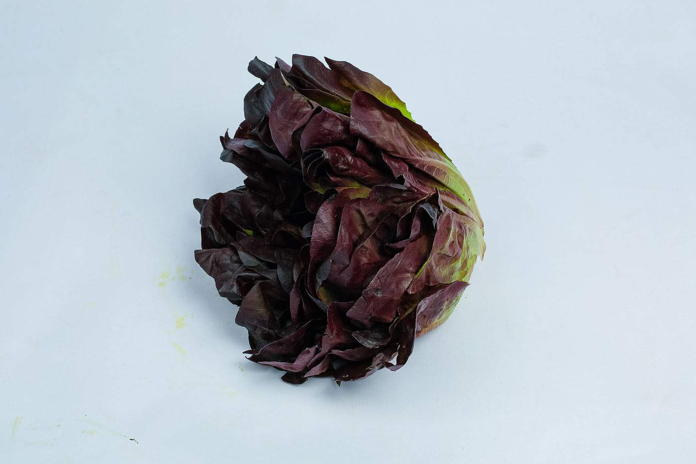 Fresh Red Butterhead Lettuce – 1 Head