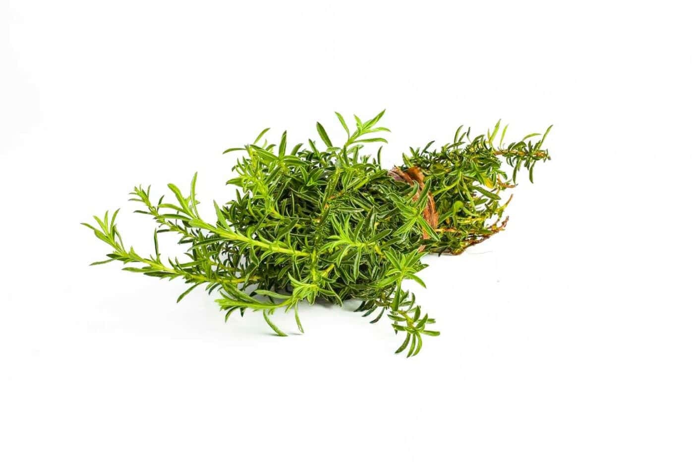 Limuru Rosemary (Bunch)