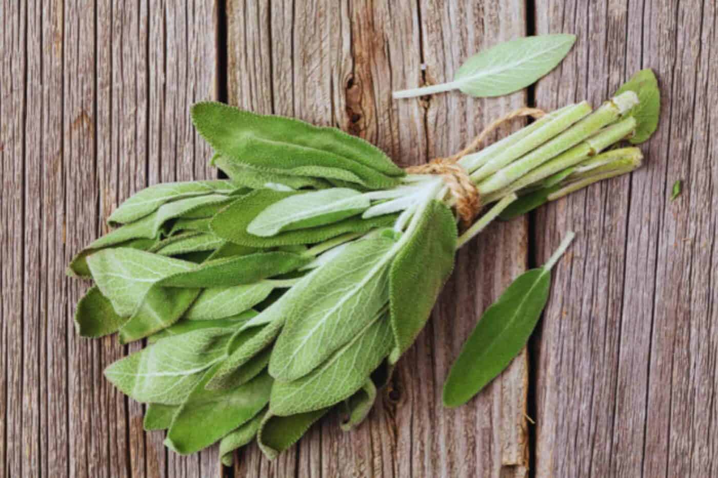 Limuru Sage – 50g Bunch
