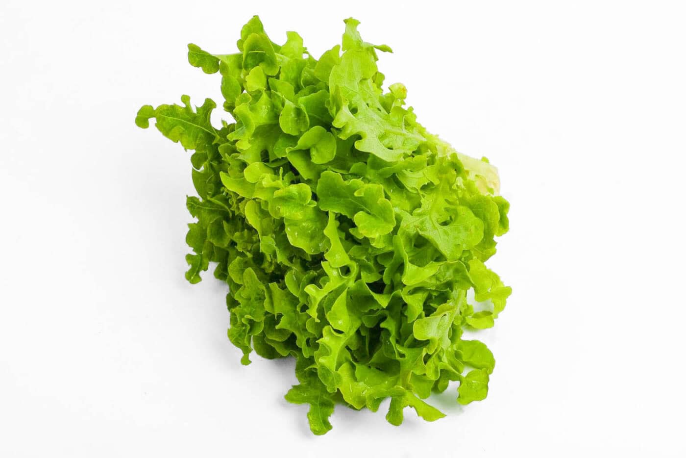Organic (Aquaponic) Green Mimosa Lettuce – Head